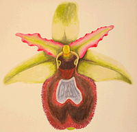 Ophrys bertolonii ssp. bertoloniiformis Ophrys × flavicans