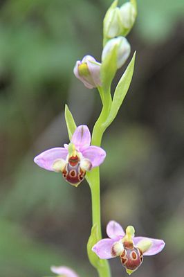 Ophrys schulzei.jpg