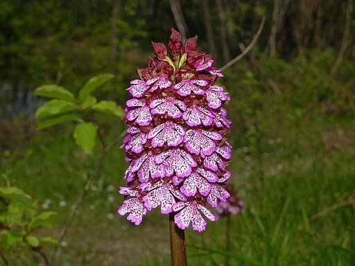 Orchidaceae - Orchis purpurea-2a