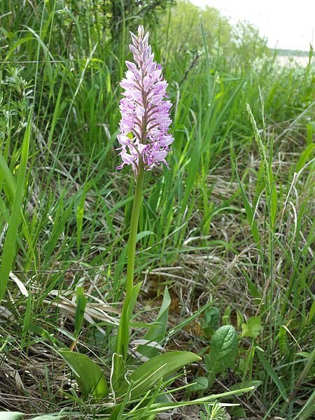 File:Orchis militaris sl13.jpg