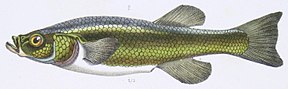 Descrizione dell'immagine Orestias pentlandii.jpg.