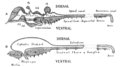 Origin of Vertebrates Fig 003.png