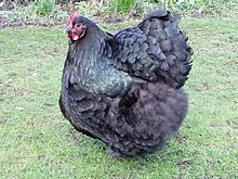 10 Amazing Chicken Breeds for Egg Laying