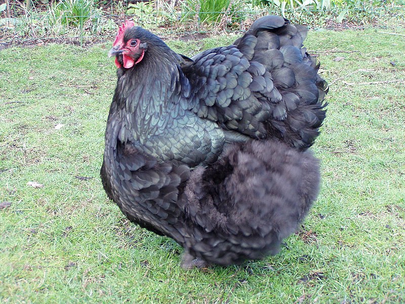 File:Orpington chicken 2.jpg