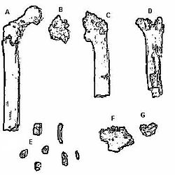 A leletek rajzai, közülük a bal szélső combcsont a típuspéldány