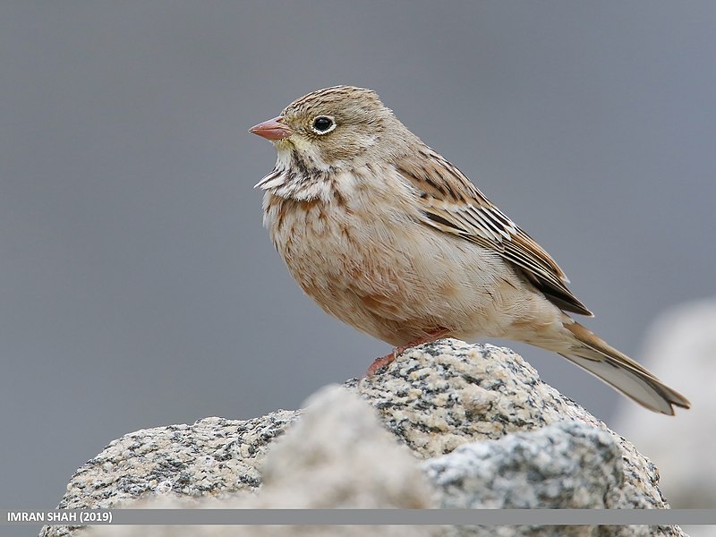 File:Ortolan Bunting (Emberiza hortulana) (51339017937).jpg