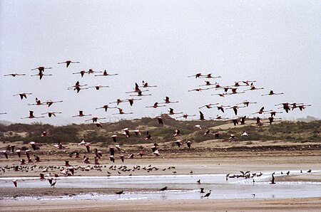 Souss river mouth. The flamingoes