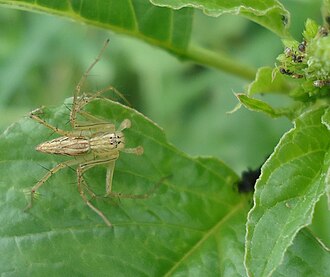 Oxyopes aspirasi Oxyopes aspirasi.jpg