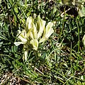 inflorescence, Austria, Niedere Tauern