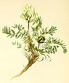 Oxytropis campestris Atlas Alpenflora.jpg