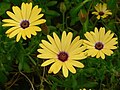 Osteospermum