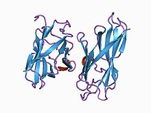 PDB 1aoh EBI.jpg