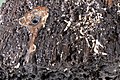 Paalwormen in hout dat onderwater heeft gelegen Arent Vos - Roompot-RMP - 20606342 - RCE.jpg