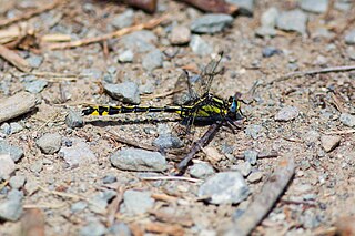 <i>Phanogomphus kurilis</i> Species of dragonfly