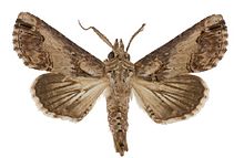 Paectes arcigera male1.jpg