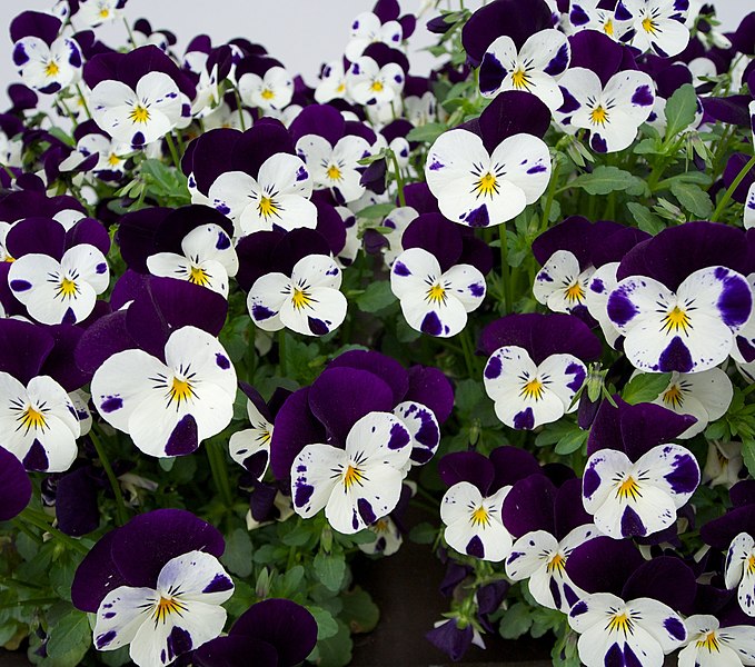 File:Pansy faces looking at me - Flickr - odako1.jpg