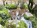 * Nomination A couple of Sri Lankan leopard in the zoo of Doué-la-Fontaine, France. --Sémhur 13:48, 24 December 2016 (UTC) * Promotion Good quality. --Poco a poco 16:20, 24 December 2016 (UTC)