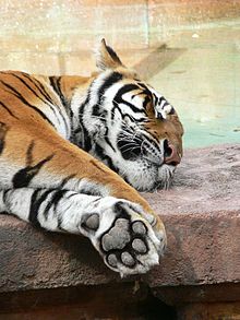 A tiger sleeping in a zoo