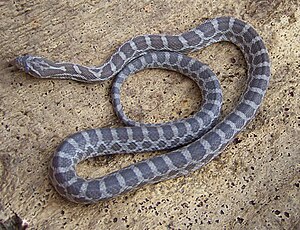 Prairie corn snake (Pantherophis emoryi)