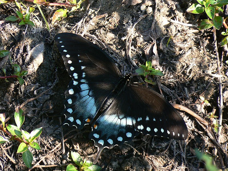 File:Papilio troilus Linne (1).jpg