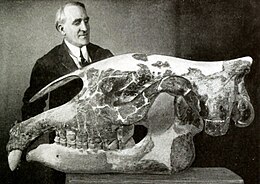 Otto Falkenbach, montré en haut de l'image à gauche, préparant le crâne de P. transouralicum, montré au centre.