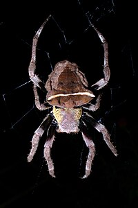 Parawixia dehaani female.jpg