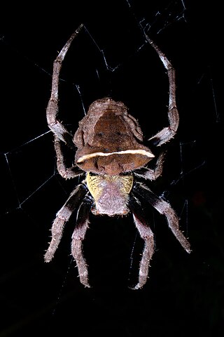 <i>Parawixia dehaani</i> Species of spider