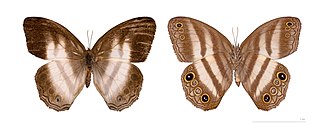 <i>Pareuptychia metaleuca</i> Species of butterfly