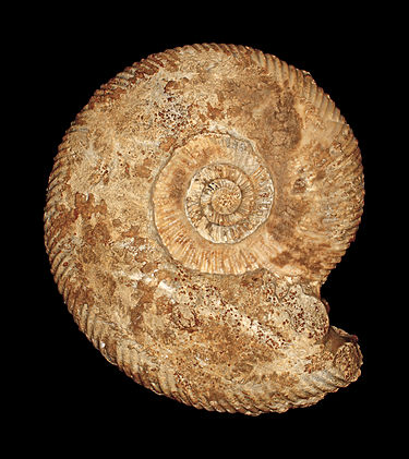 Coquille fossile de l'ammonoïde parkinsoniidae (en) Parkinsonia parkinsoni.