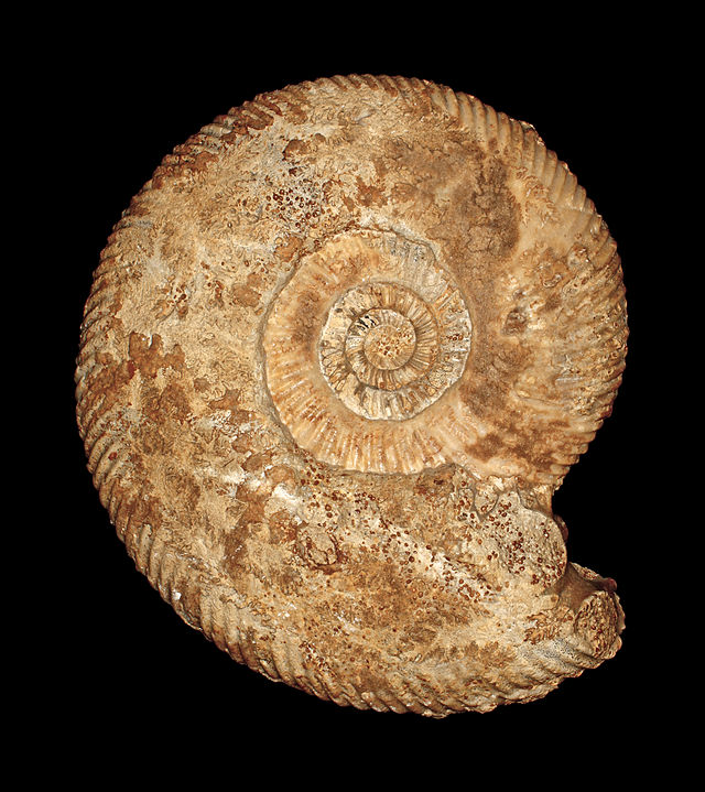 Parkinsonia parkinsoni, Parkinsoniidae; диаметр 14,5 см