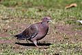 Patagioenas picazuro -Buenos Aires, Argentina-8.jpg