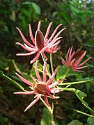 Pavonia multiflora