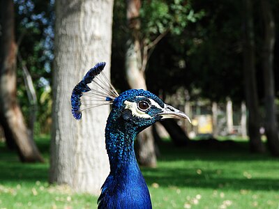 Indian Peafowl head