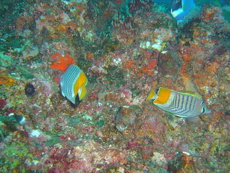 Tập_tin:Pearly_butterflyfish_at_Manta_Reef_dsc04592.jpg