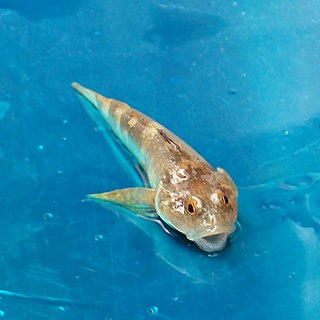 <i>Cottus petiti</i> Species of fish