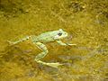 * Nomination Pelophylax esculentus in a pond --Rorolinus 19:29, 21 June 2015 (UTC) * Decline Not sharp enough and blown out areas - no QI for me. --Uoaei1 06:16, 23 June 2015 (UTC)