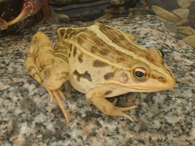 File:Pelophylax nigromaculatus.JPG