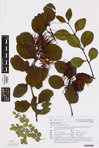<i>Peraxilla colensoi</i> Species of mistletoe
