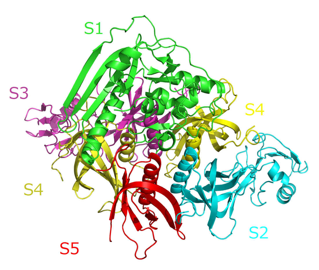 Pertussis toxin