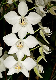 Phalaenopsis aphrodite Orchi 0047.jpg 