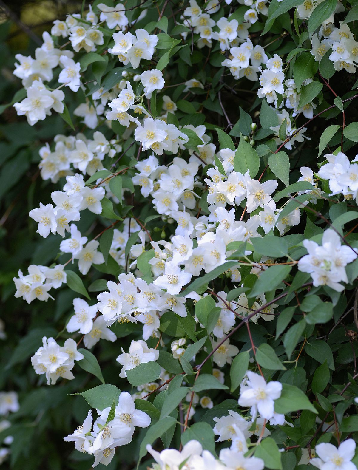 Philadelphus Lewisii Wikispecies