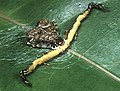 ヘリジロツケオグモ雌 葉の上で獲物を待つ姿