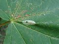 Phyllonorycter platanoidella