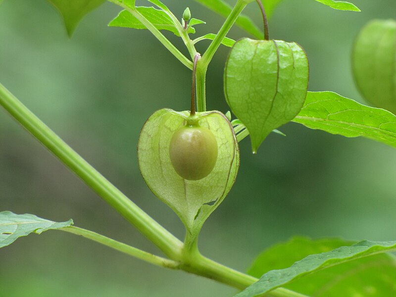 File:Physalis-minima-4.JPG