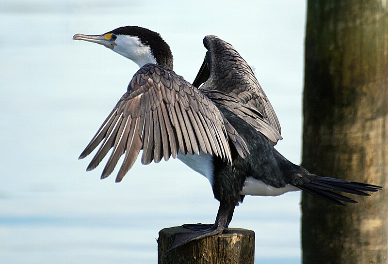 File:Pied Shag . (8064361718).jpg