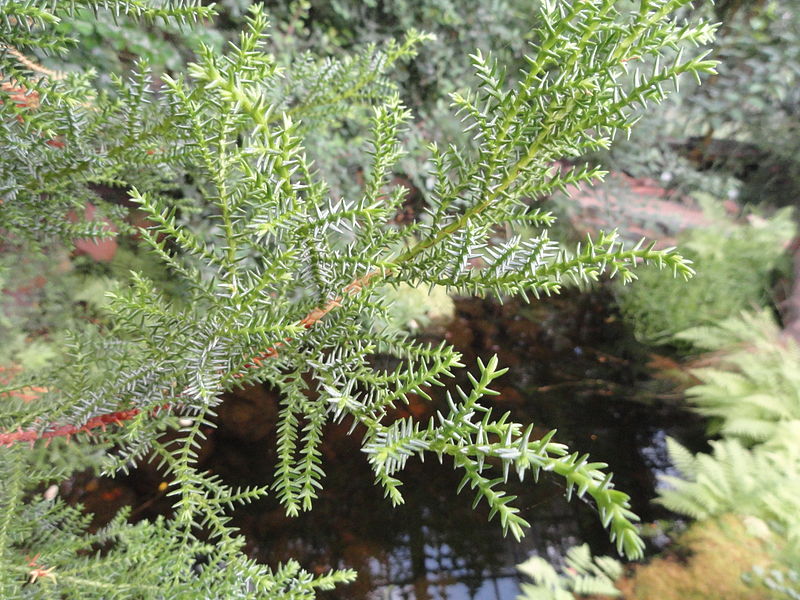 File:Pilgerodendron uviferum - Palmengarten Frankfurt - DSC01938.JPG