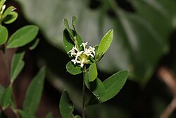 Pimelea gigandra.jpg