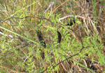 Pineland Acacia with pods (5603110631). 
 gif-billede