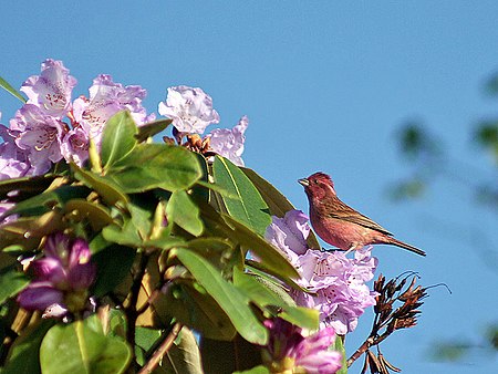 Tập_tin:Pink_browed_Rosefinch_(Male)-_Himachal-_I2_IMG_3790.jpg