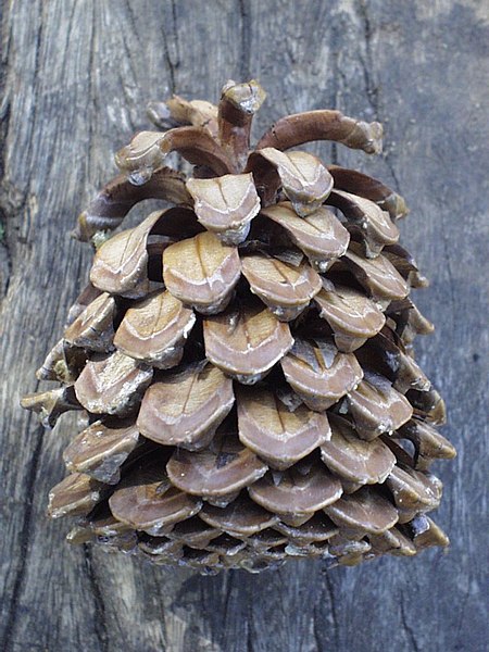 File:Pinus canariensis.jpg